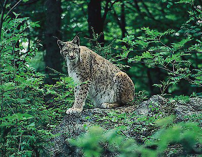 Bayerischer Wald oder Fernreise?
